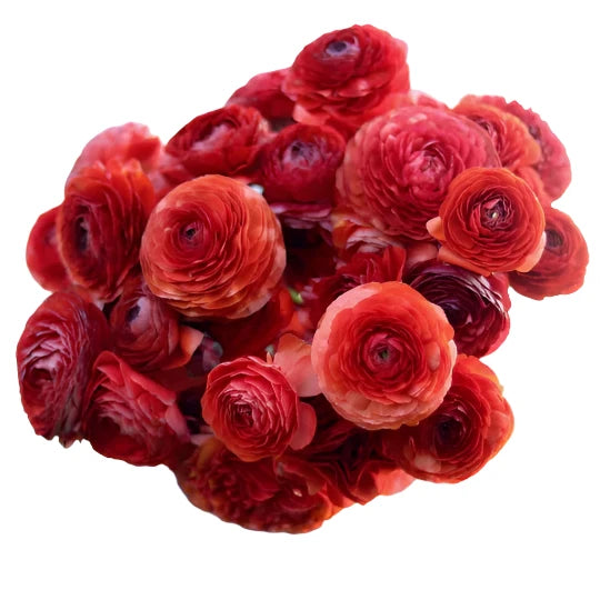 Italian Ranunculus 'Cioccolato'