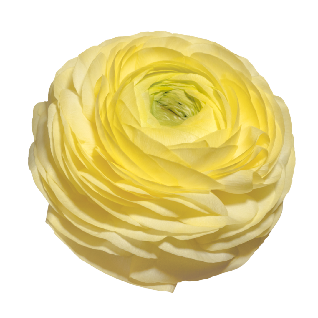 Ranunculus Elegance® CREMA brigt