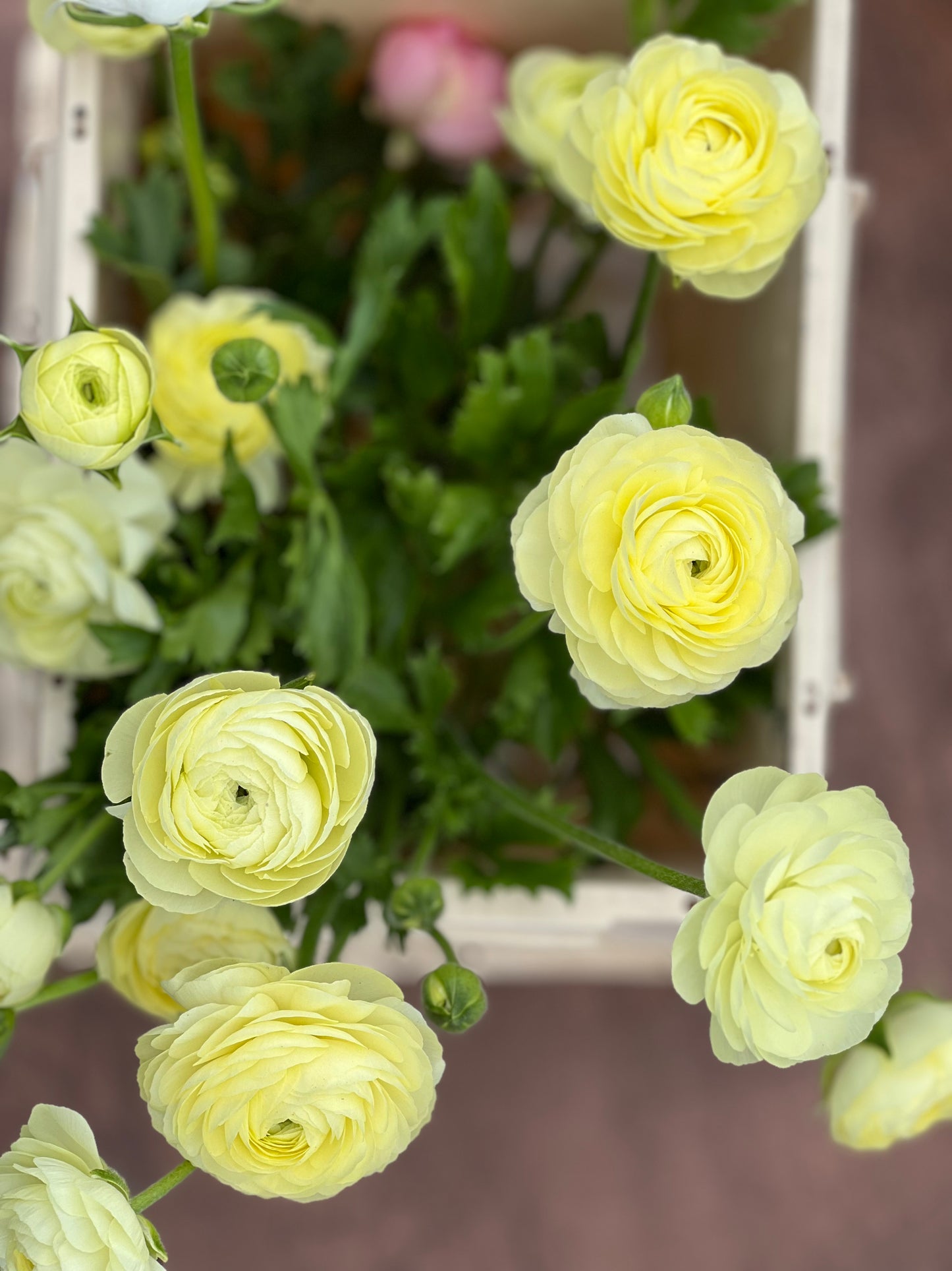 Ranunculus Elegance® CREMA tof