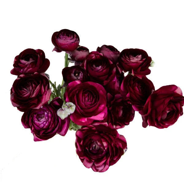 Ranunculus Elegance® VIOLA