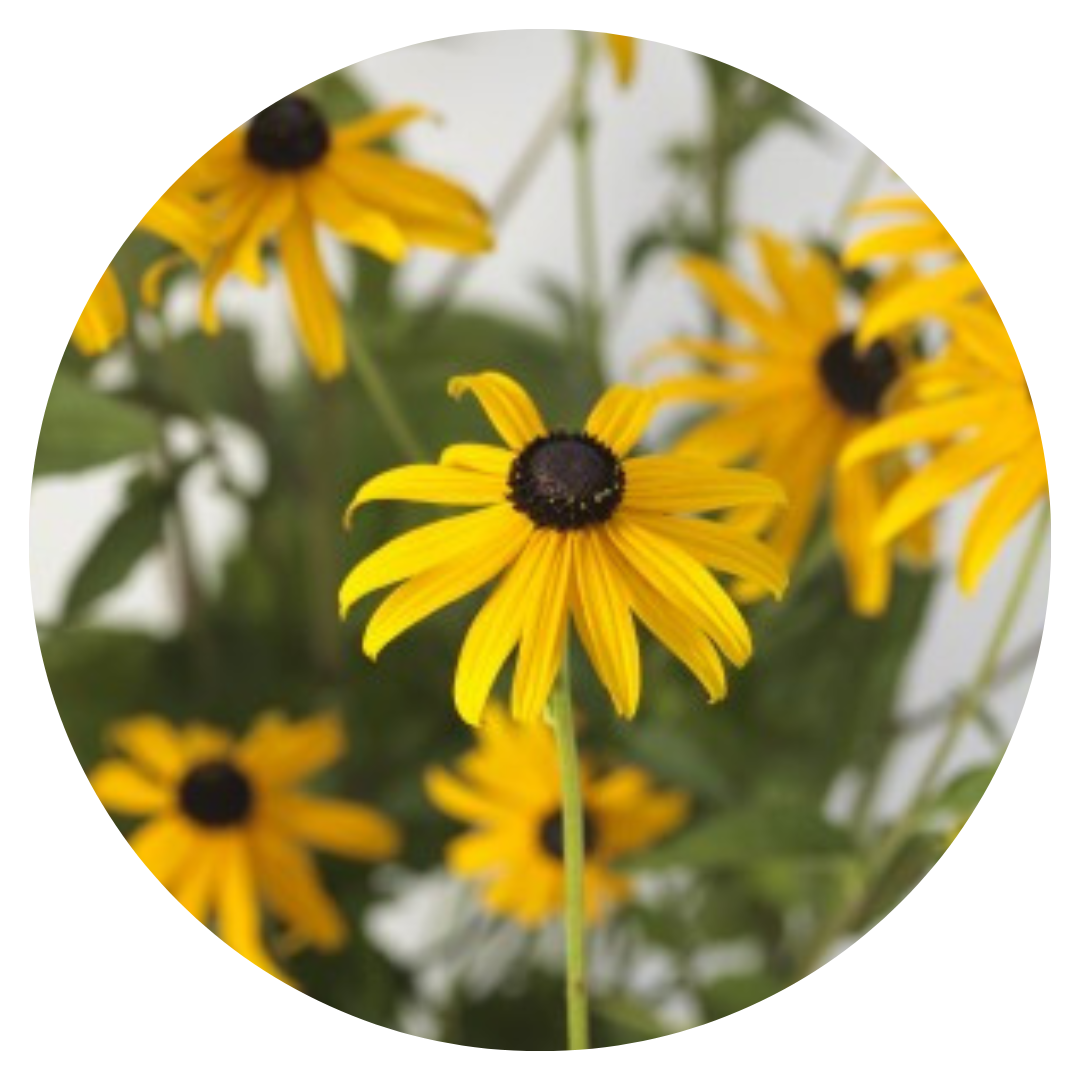 Rudbeckia Fulgida Goldblitz