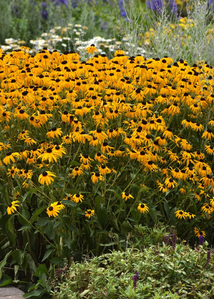 Rudbeckia Fulgida Goldblitz