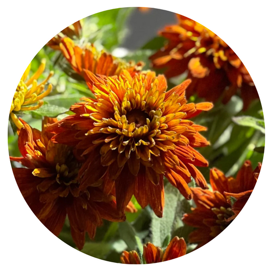 Rudbeckia hirta Cherokee Sunset | Black-Eyed Susan