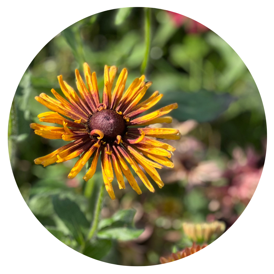 Rudbeckia hirta Chim Chiminee