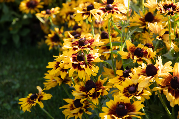 Rudbeckia hirta Denver Daisy