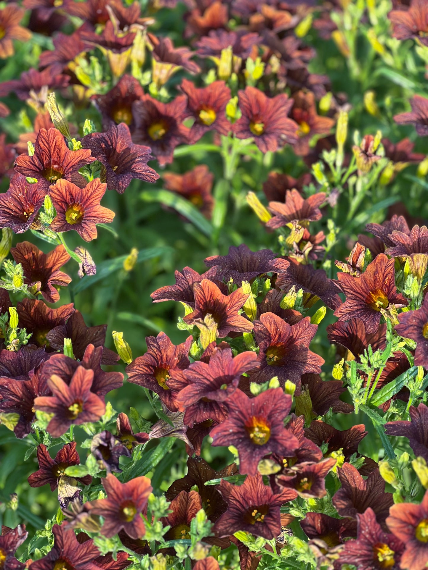 Salpiglossis sinuata Café au Lait