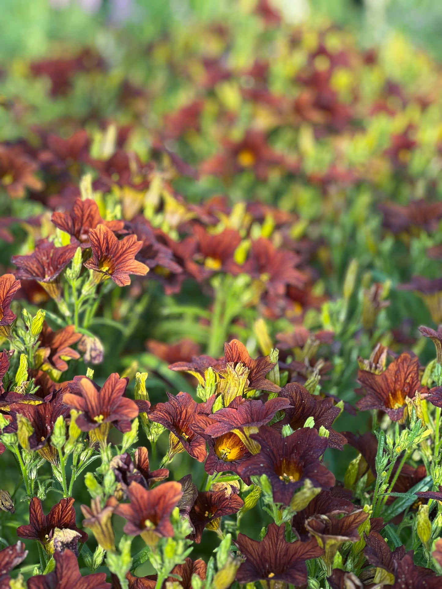 Salpiglossis sinuata (Painted Tongue) with vibrant, veined trumpet-shaped blooms in rich colors, adding an exotic touch to garden landscapes.
