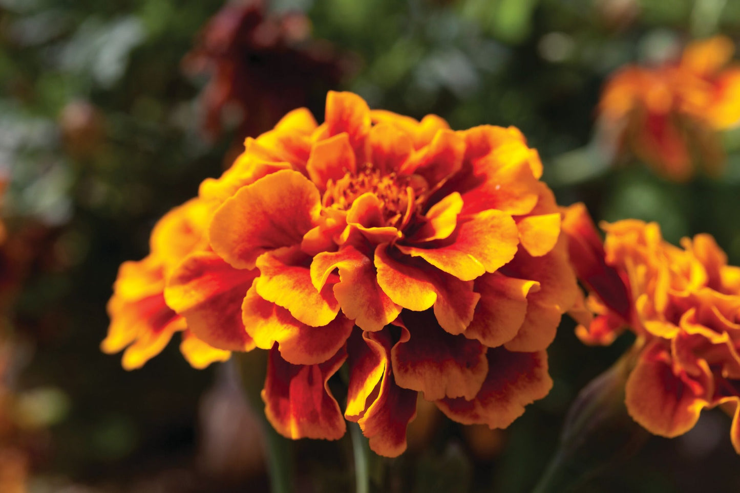 Tagetes patula | French Marigold Bam Bam Flame