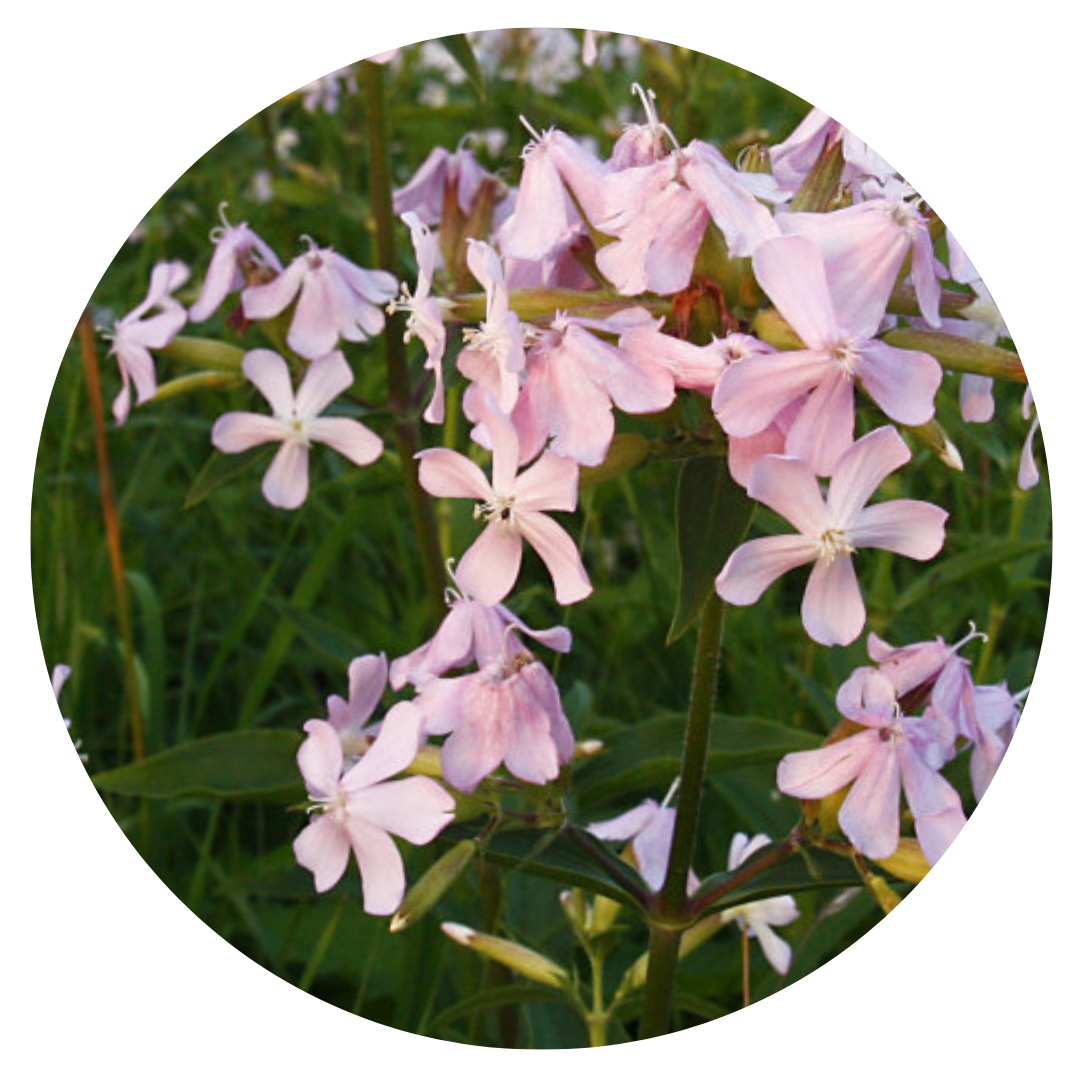 Saponaria officinalis Graciella Pink | Soapwort