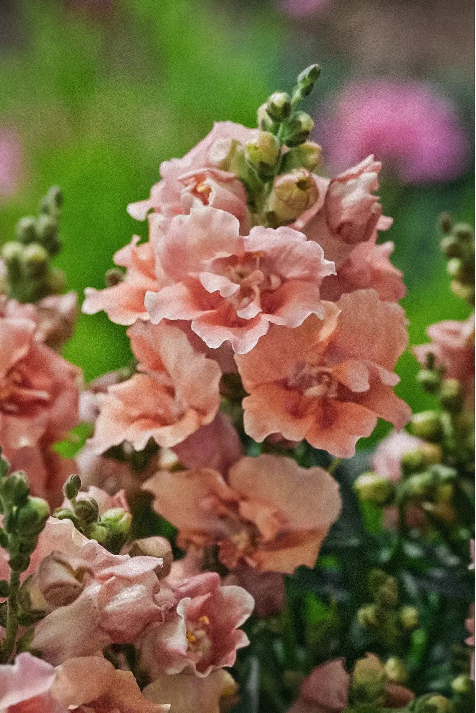 Snapdragon Twinny Double Flowered Peach.