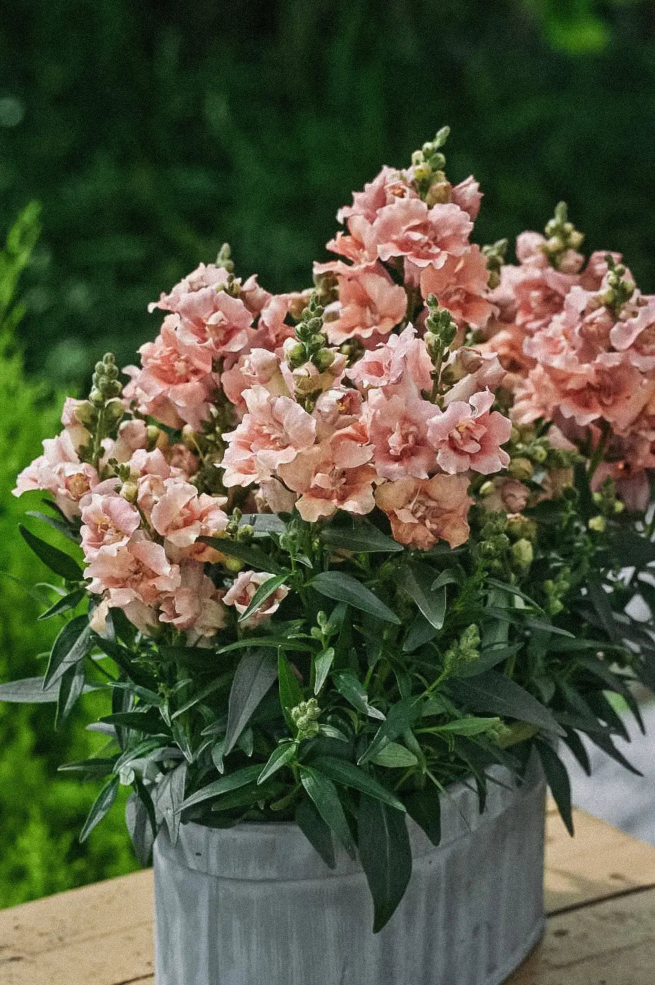 Snapdragon Twinny Double Flowered Peach.