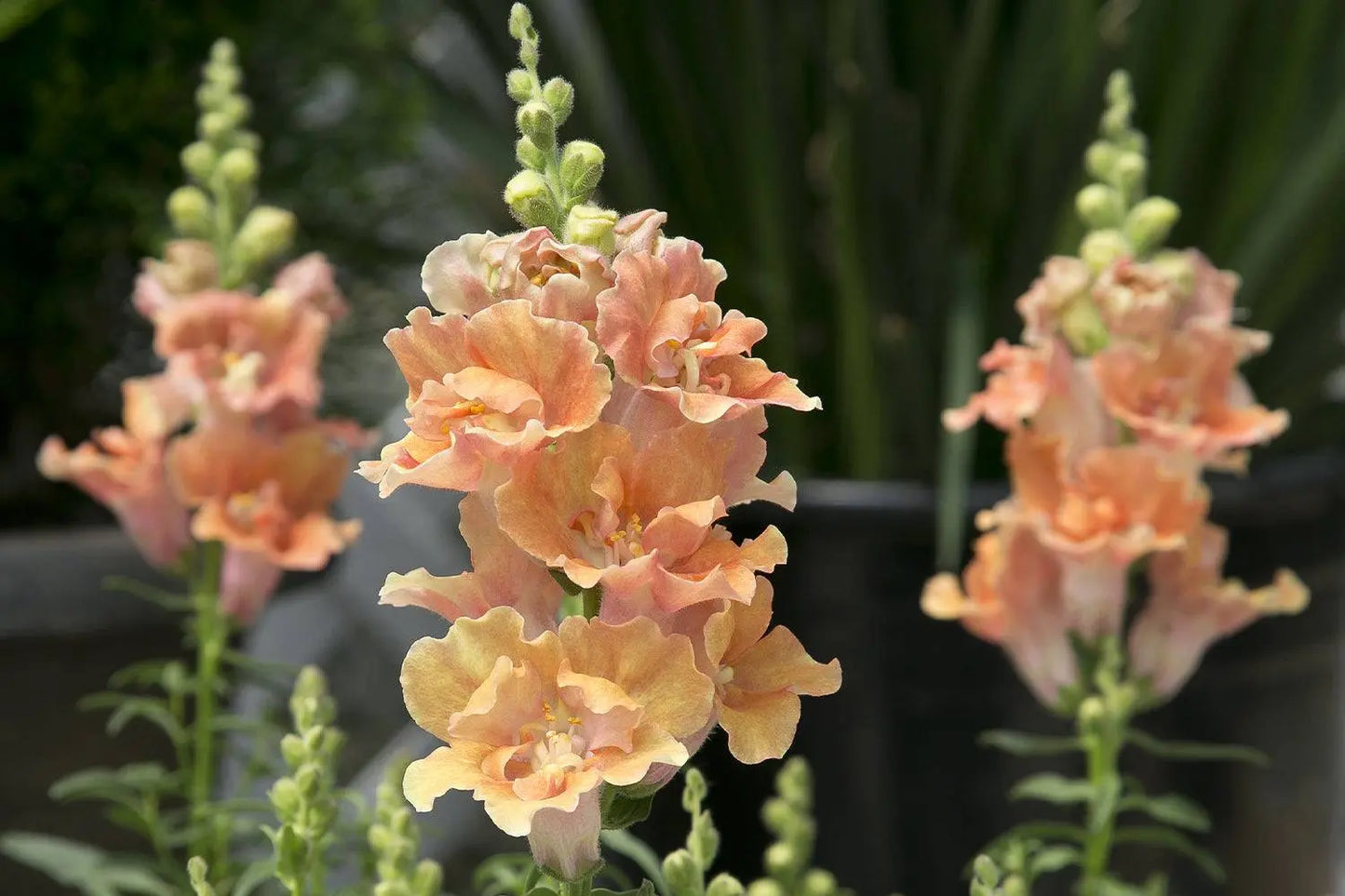 Snapdragon Twinny Double Flowered Peach