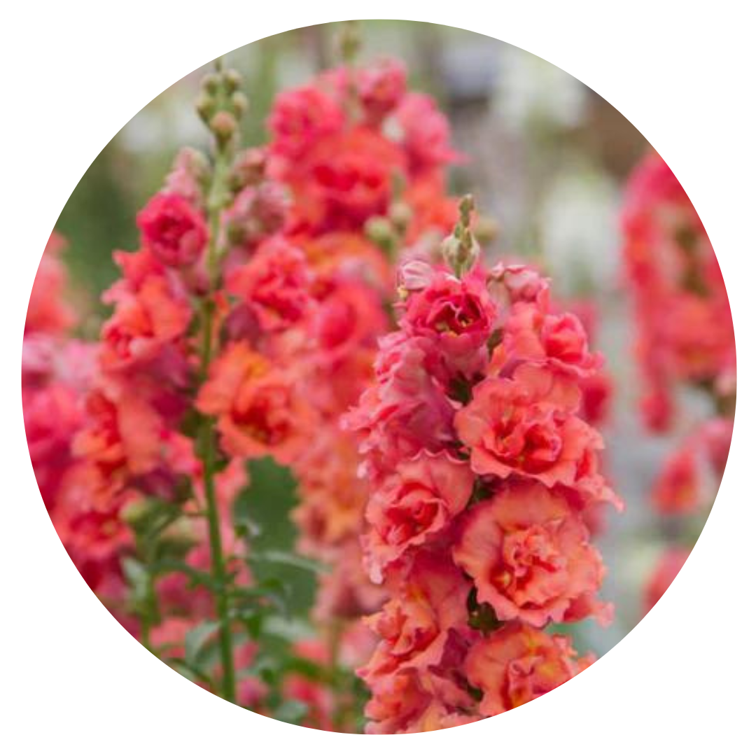 Snapdragon Madame Butterfly Bronze