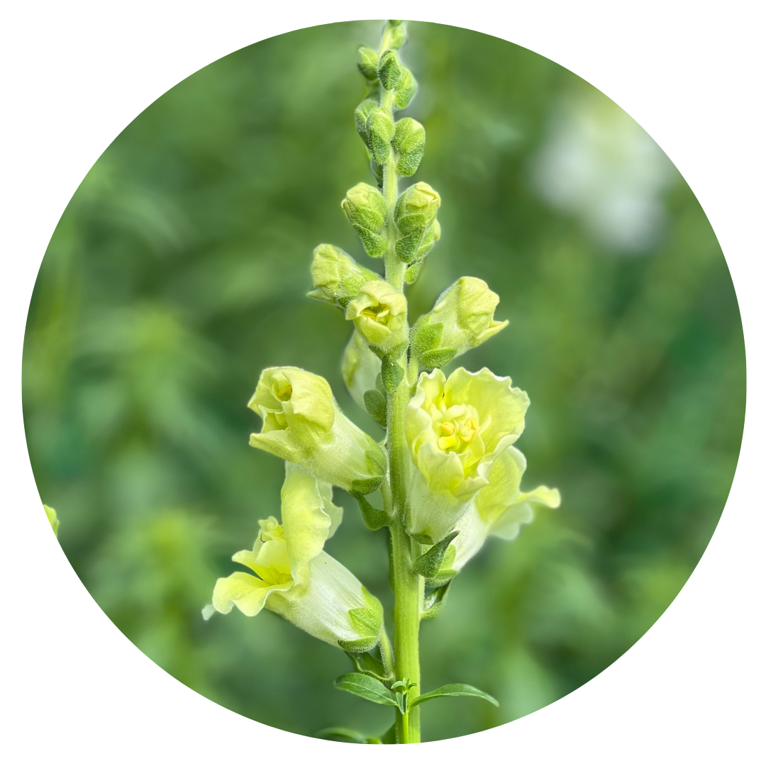 Snapdragon Madame Butterfly Yellow