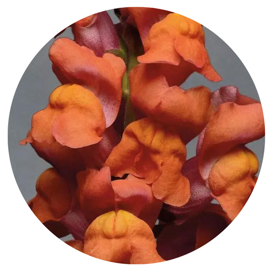 Snapdragon Monaco Orange