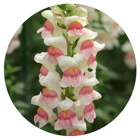 Snapdragon Potomac Appleblossom | Group 3,4