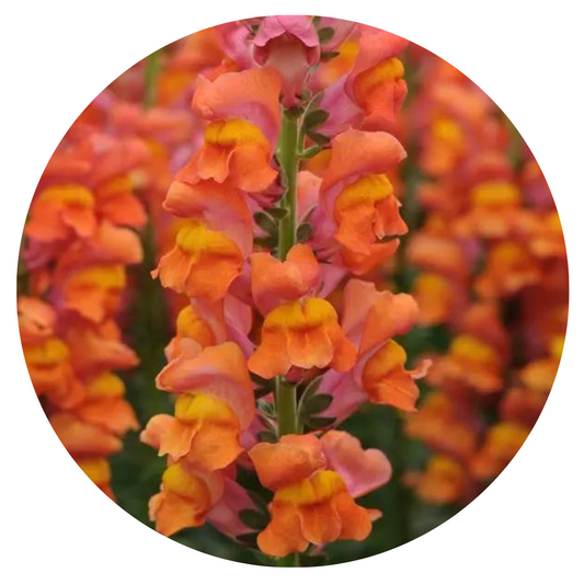 Snapdragon Potomac Dark Orange | Group 3,4