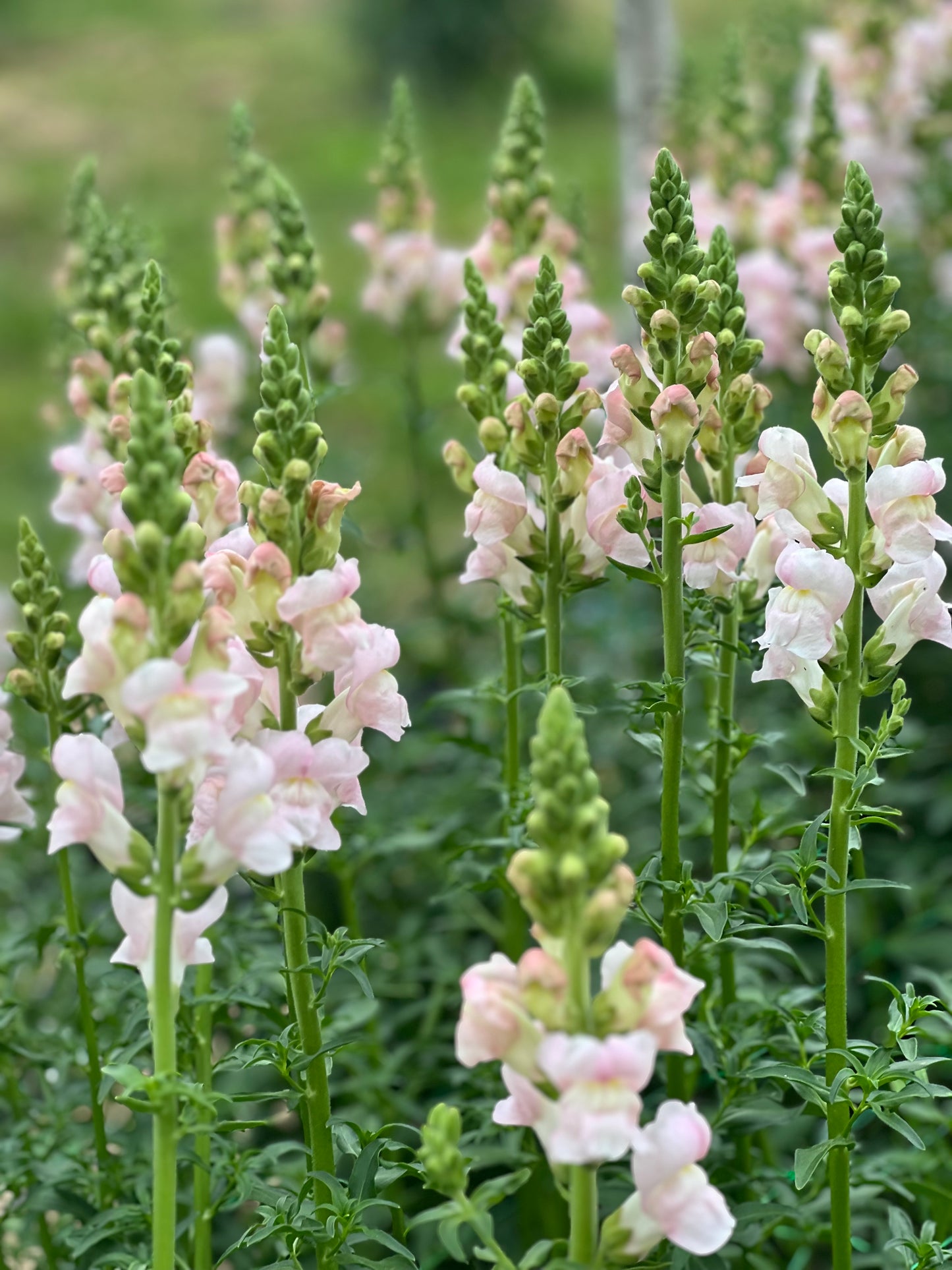 Snapdragon Costa Silver F1 seeds