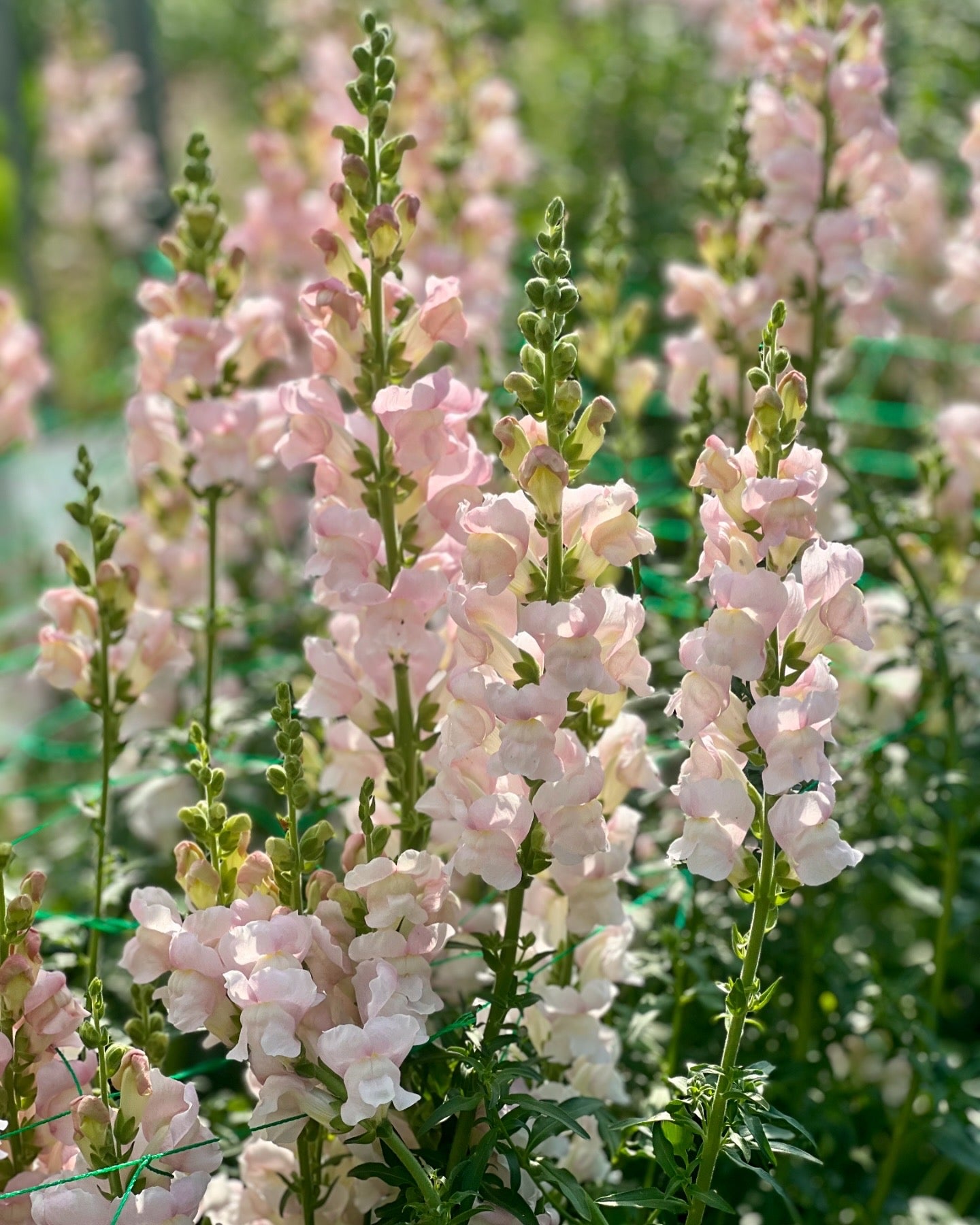 Snapdragon Costa Silver seeds