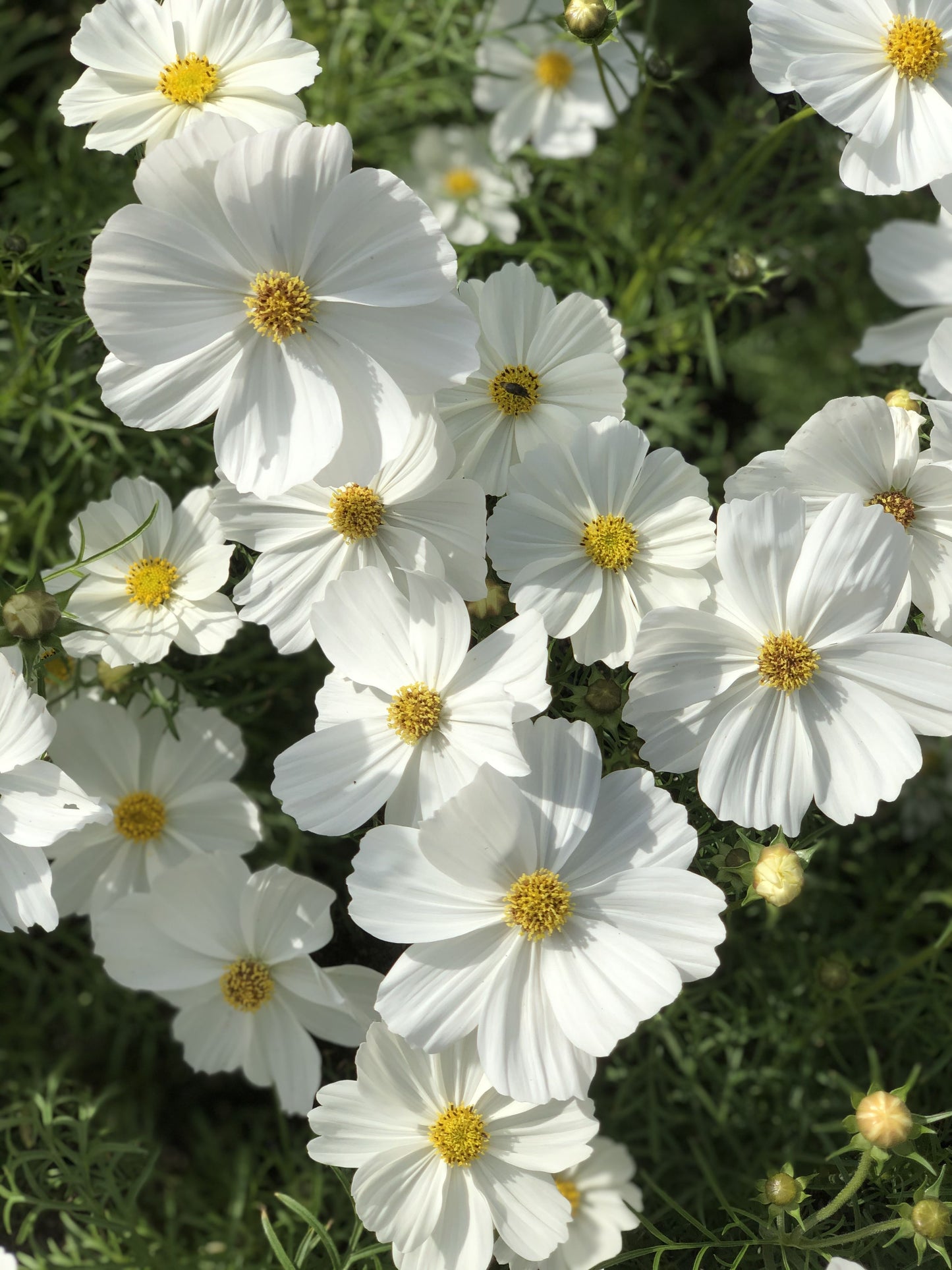 Cosmos bipinnatus Sonata White