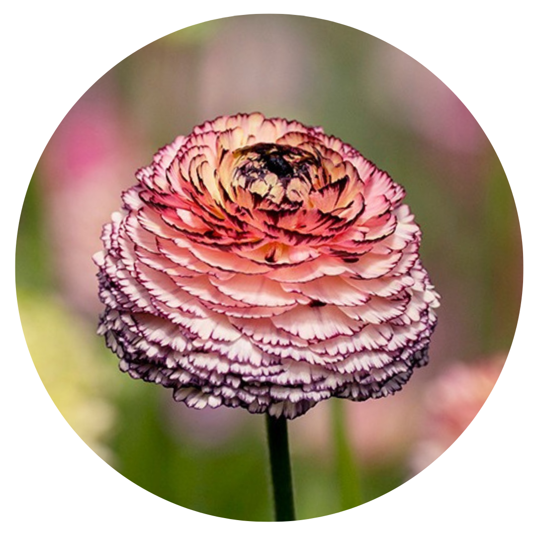 Ranunculus Elegance® STRIATO