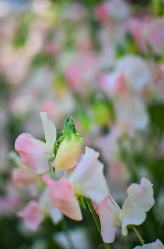 Lathyrus odoratus Spring Sunshine Champagne