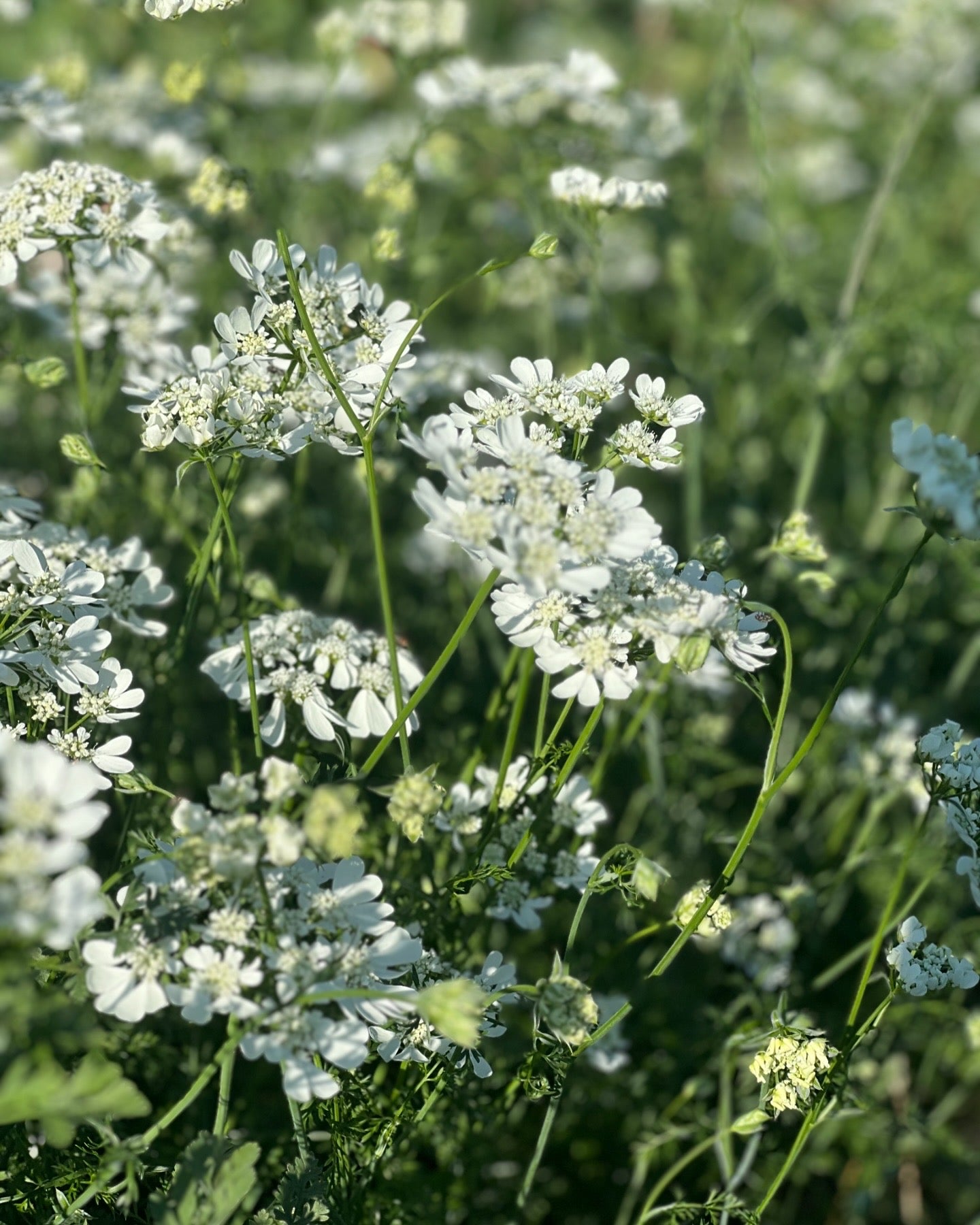 Tähtikesäputki 'White Lace'