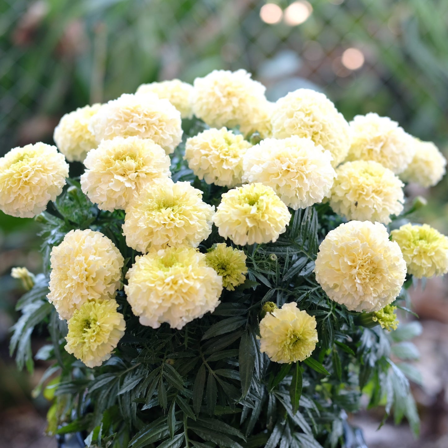 Tagetes erecta | Marigold Baby Swan White