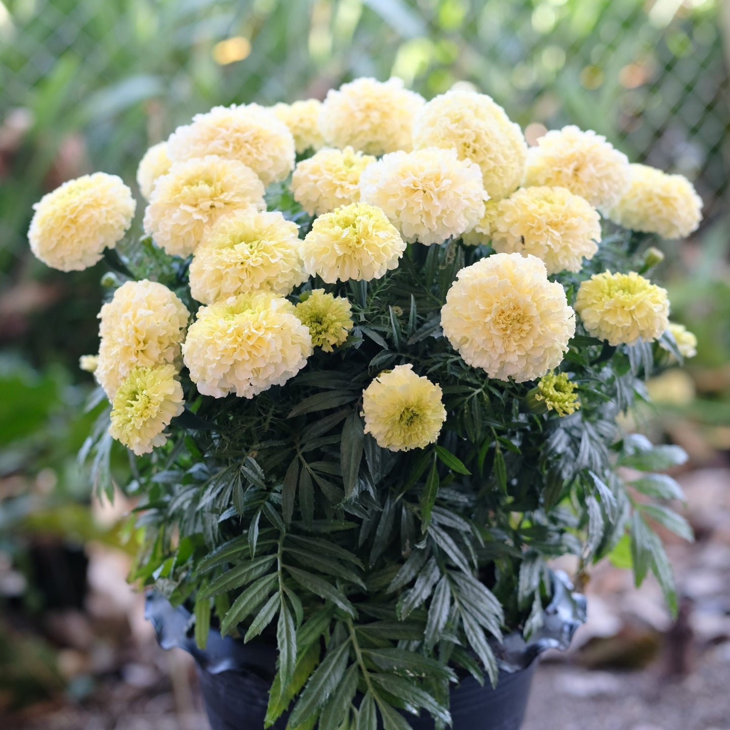 Tagetes erecta | Marigold Baby Swan White