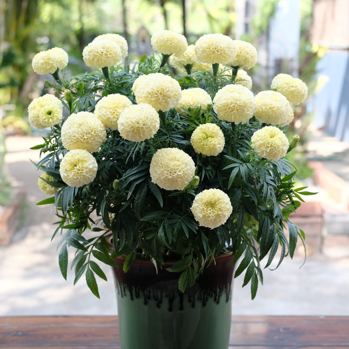 Tagetes erecta | Marigold Big Swan White