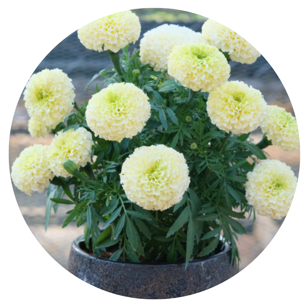 Tagetes erecta | Marigold Baby Swan White