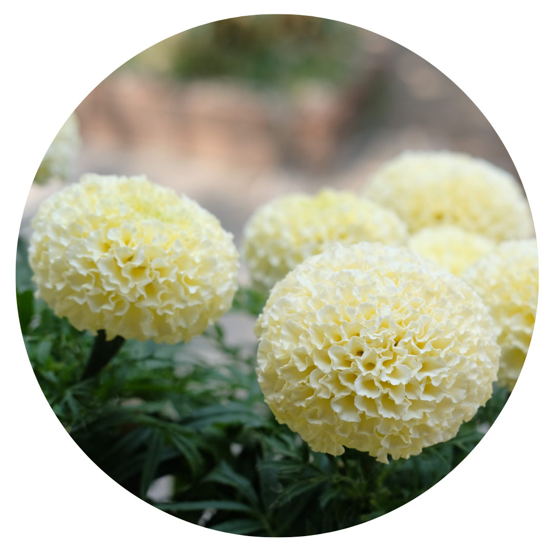 Tagetes erecta | Marigold Big Swan White