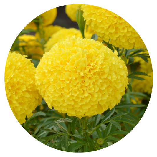 Tagetes erecta | Marigold Narai Creamy Yellow