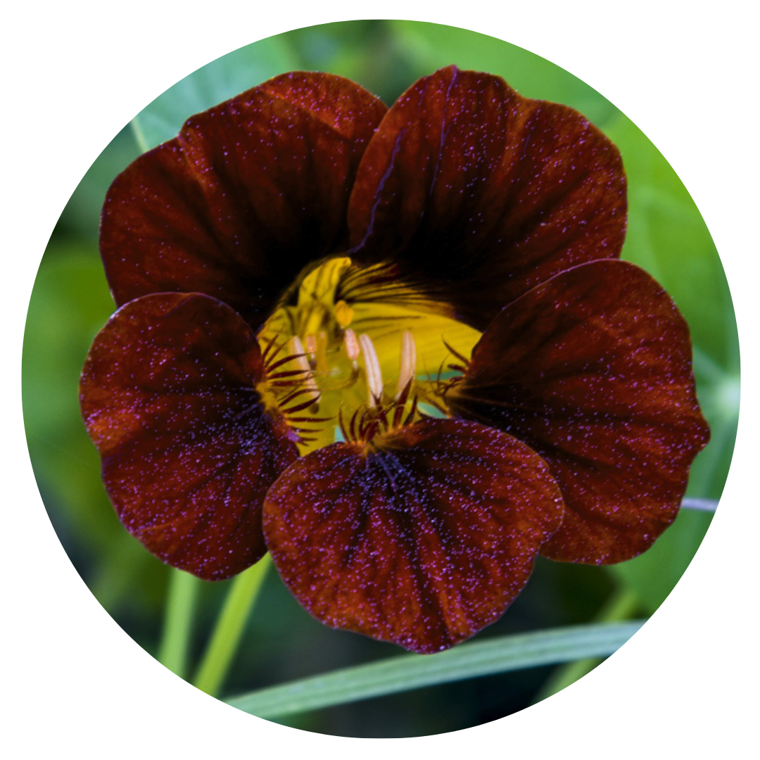 Tropaeolum majus Black Velvet