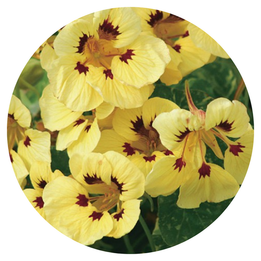 Tropaeolum majus Cream Troika