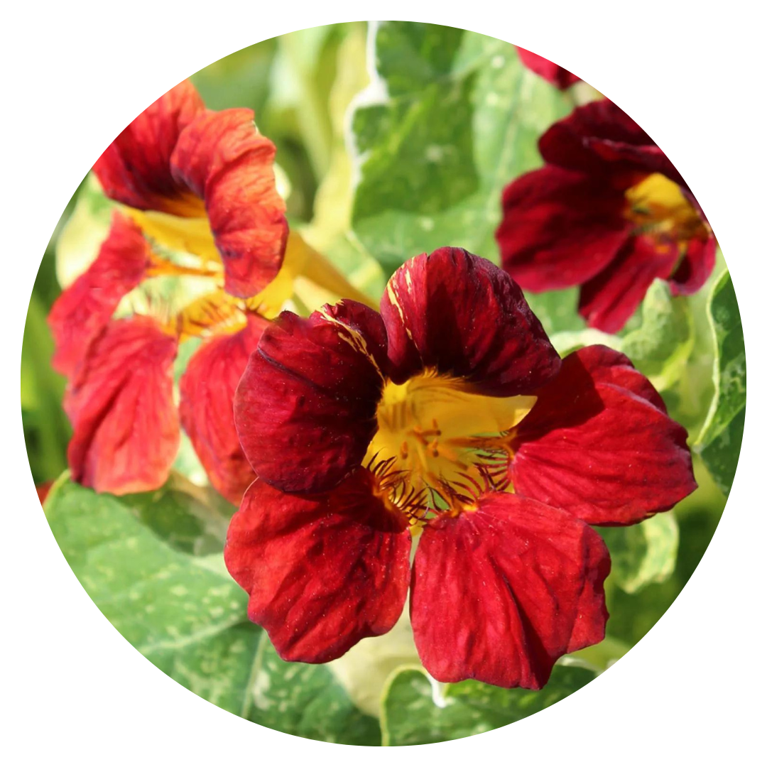 Tropaeolum majus Velvet Troika