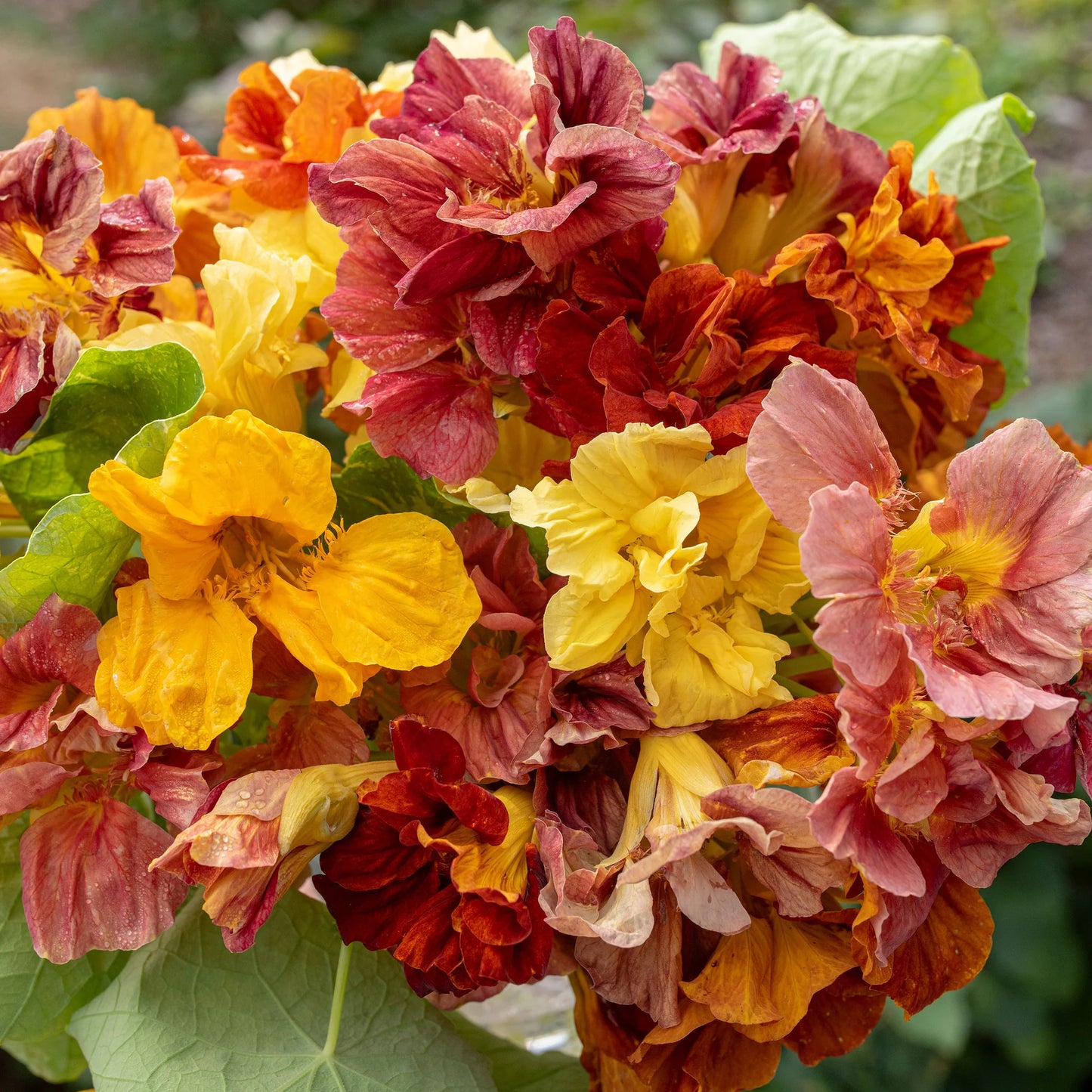 Tropaeolum majus Vintage