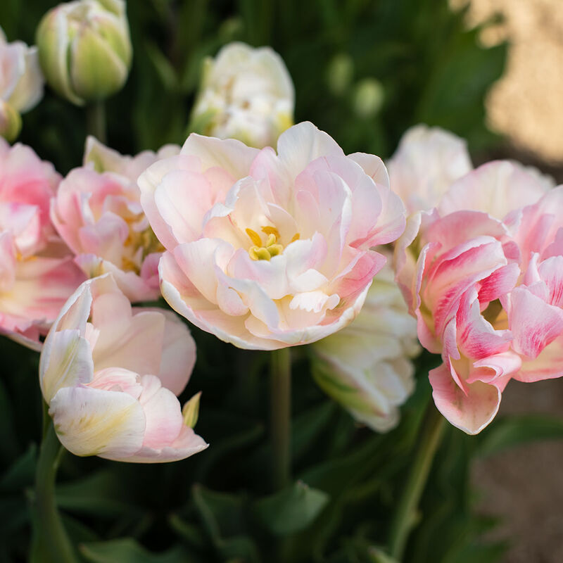 Tulip Finola