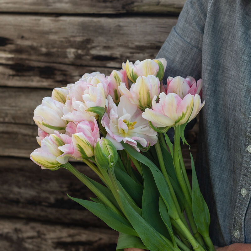 Tulpe Finola