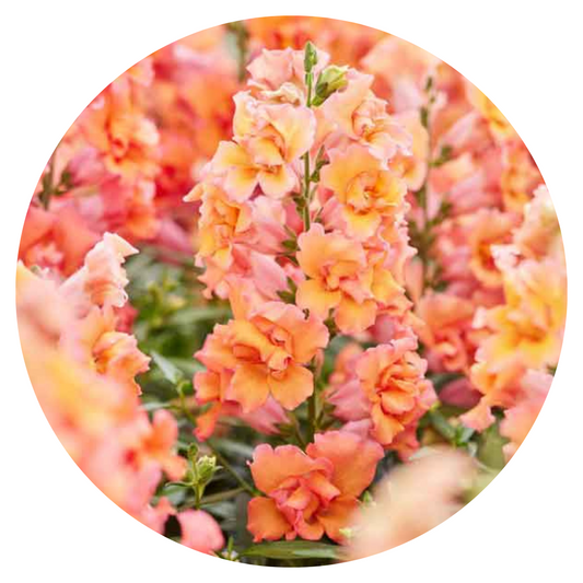 Snapdragon Twinny Double Bronze Shades