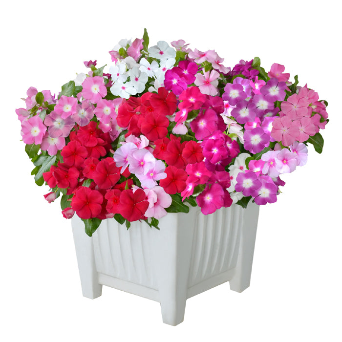 Vinca Mega Bloom® Mix F1 | Catharanthus roseus