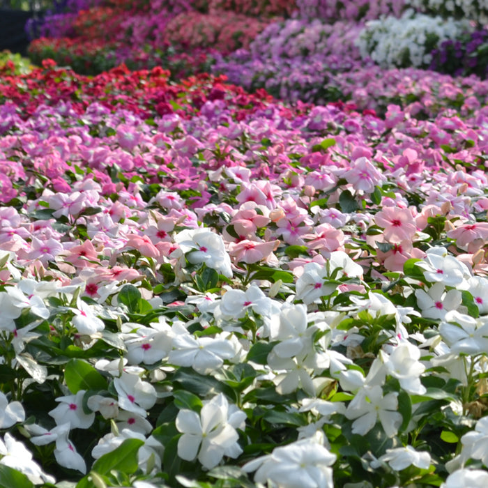 Vinca Mega Bloom® Mix F1 | Catharanthus roseus