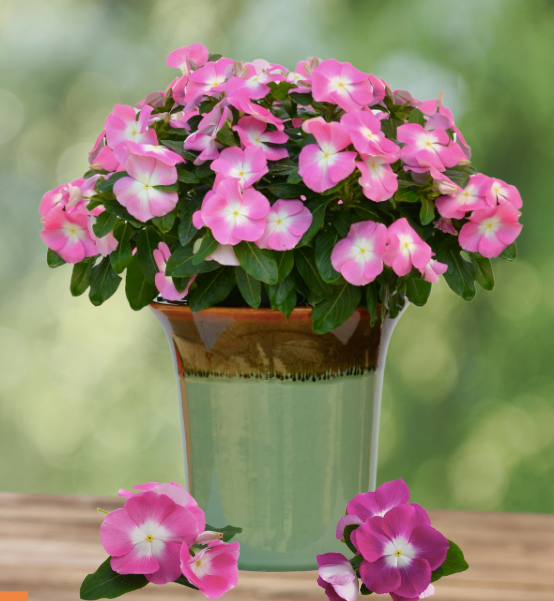 Vinca Mega Bloom® Mix F1 | Catharanthus roseus