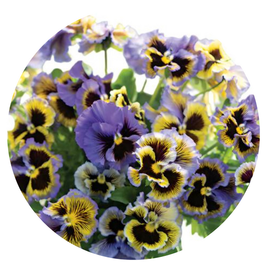 Viola x wittrockiana Frizzle Sizzle Yellow Blue Swirl