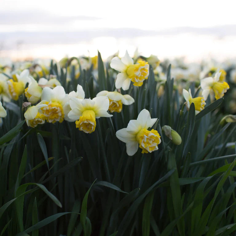 Narcissus Wave