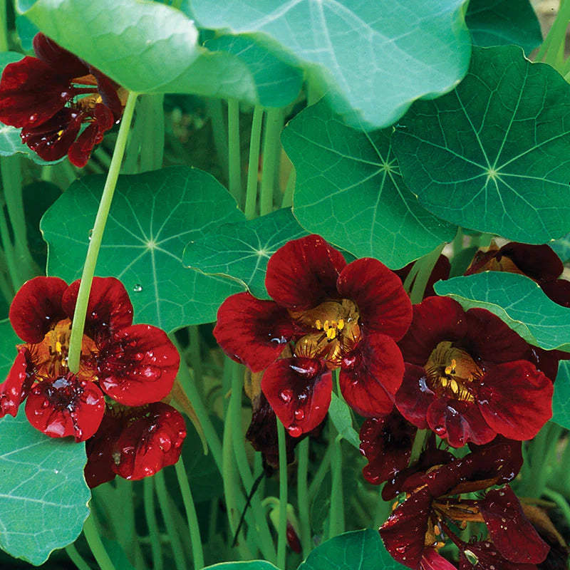 Tropaeolum majus Black Velvet