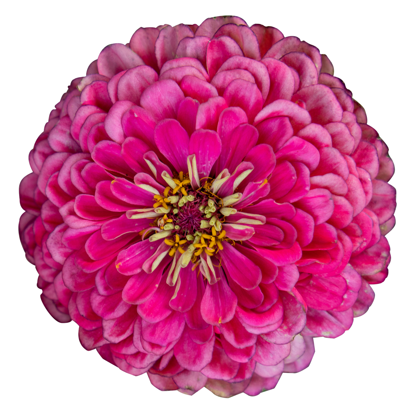 Zinnia elegans Benary's Giant Carmine