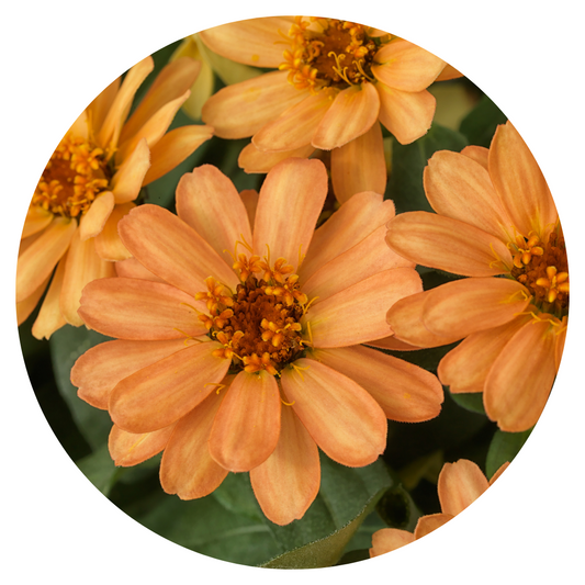 Zinnia Hybrida Profusion Apricot