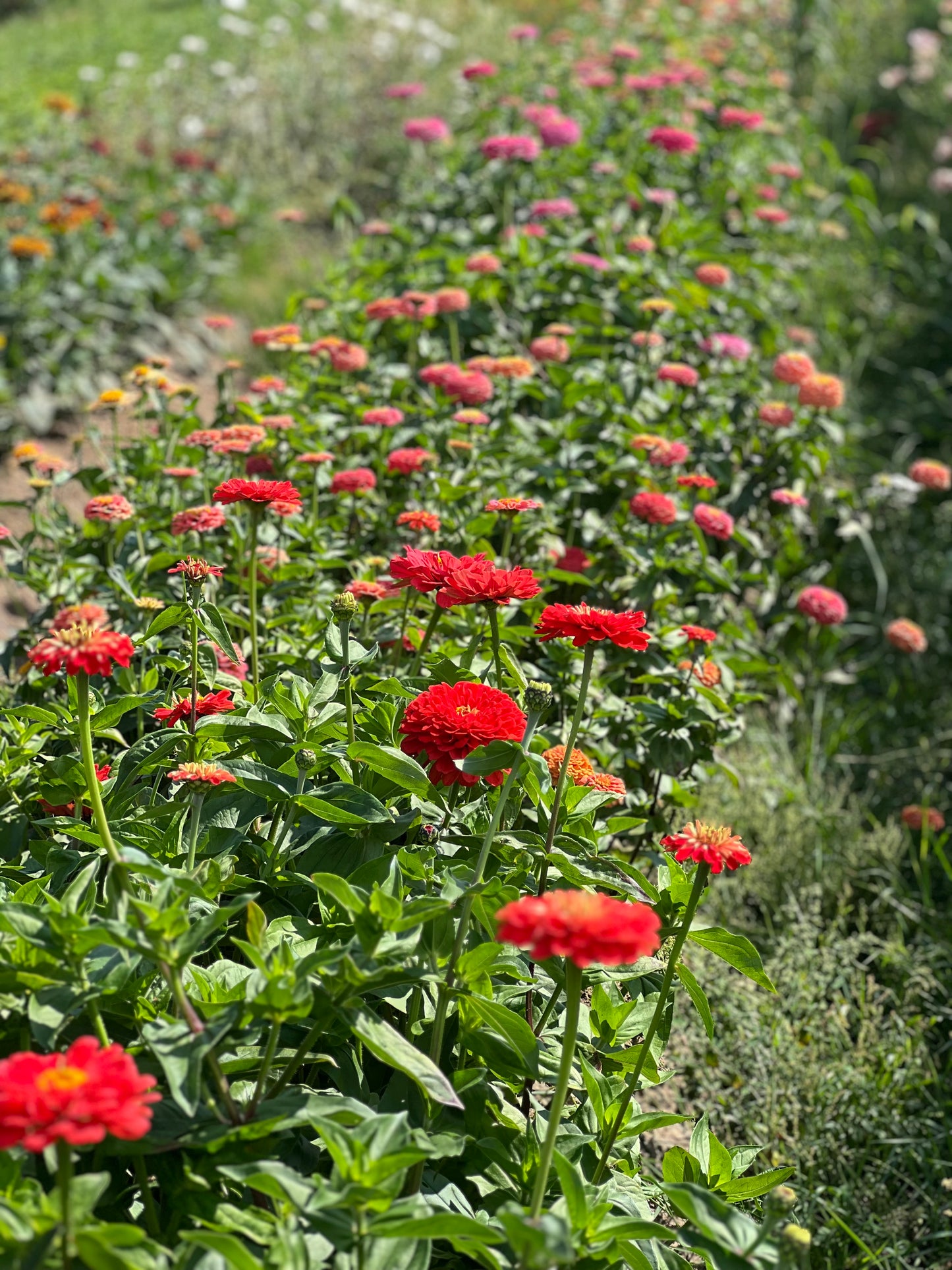 Zinnia elegans Benary's Giant 