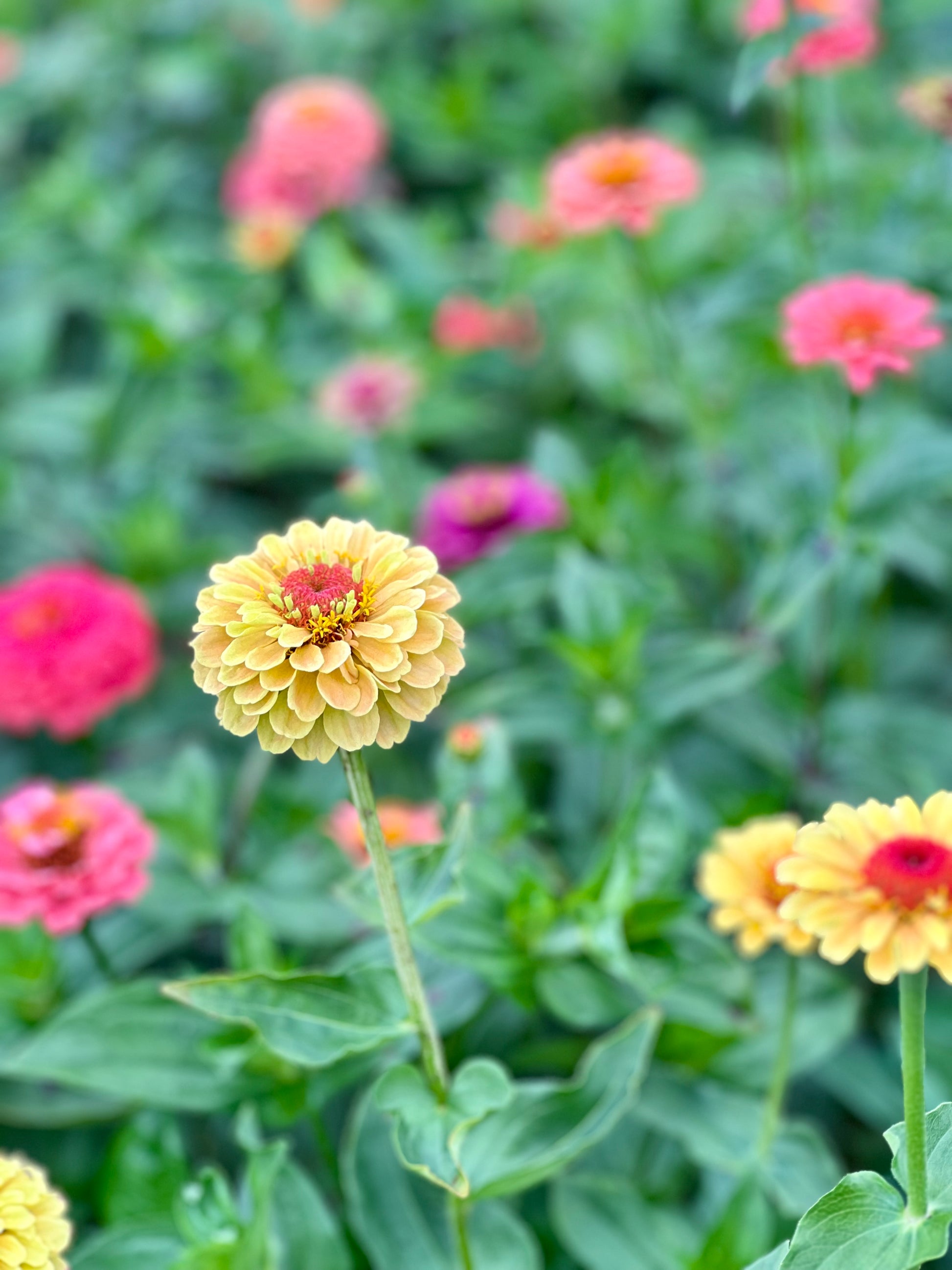 Zinnia elegans Queen Lemon Peach